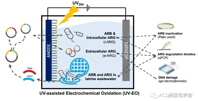 紫外光輔助電化學氧化去除污水中的抗性細菌與基因- 紫外光輔助電化學氧化去除污水中的抗性細菌與基因-